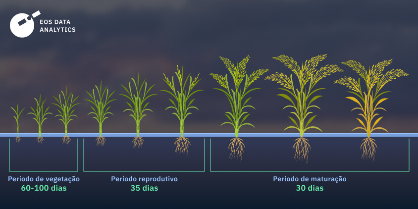 Plantação De Arroz Como Сultivar Manejo E Colheita