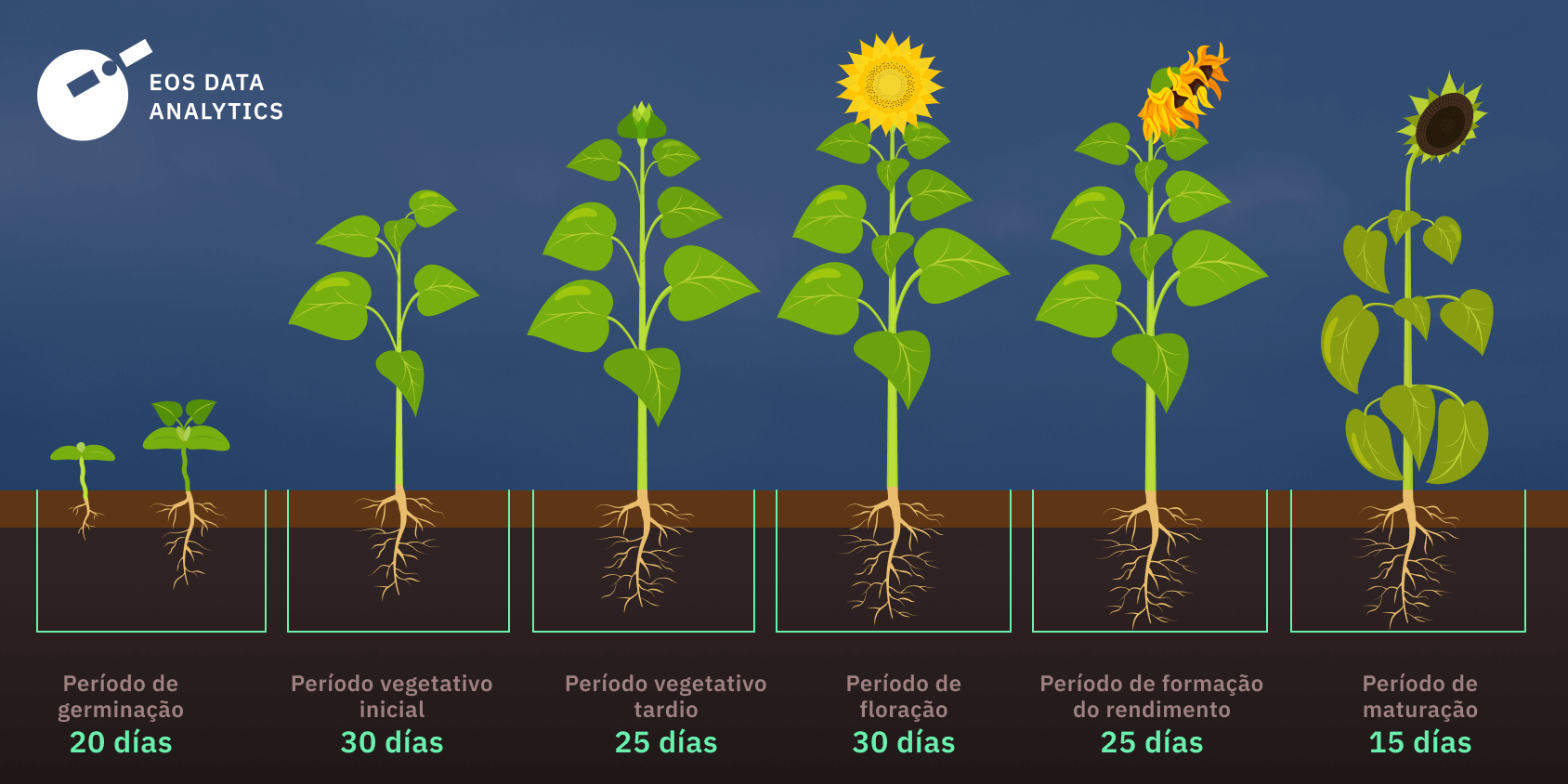 Como Plantar Girassol Cuidar Colher E Métodos De Сultivo