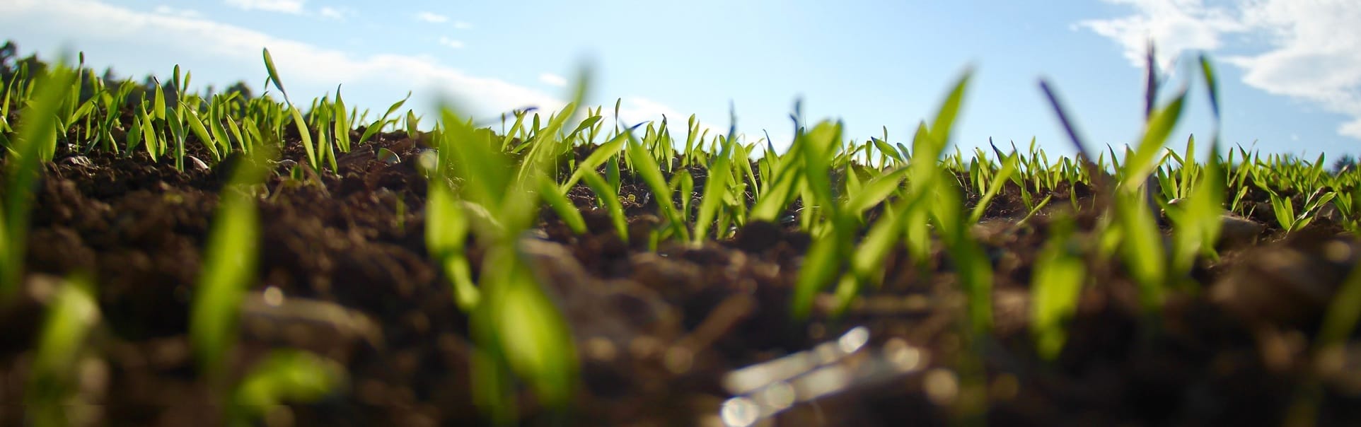 Site disponibiliza dezenas de imagens de vegetação para inserir em