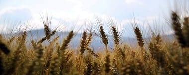 Agricultura Sustentável: Alterando O Conceito