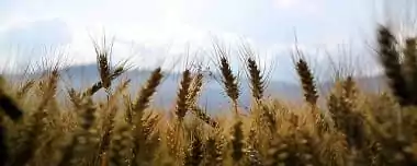 Agricultura Sustentável: Alterando O Conceito