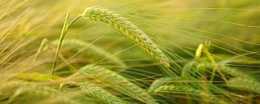 Tecnología Agrícola: Evolución, Retos Y Su Impacto