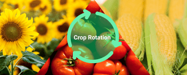 Crop Rotation: A Way To Boost Your Yields