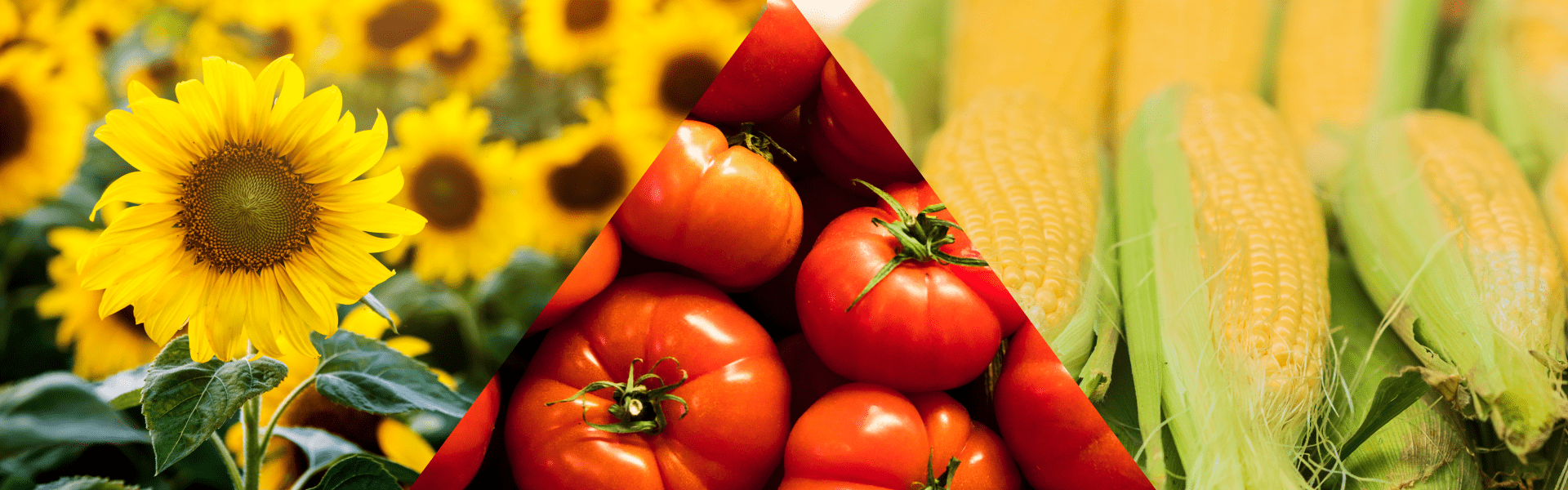 Grano verde en soja: claves para elegir los lotes que se usarán