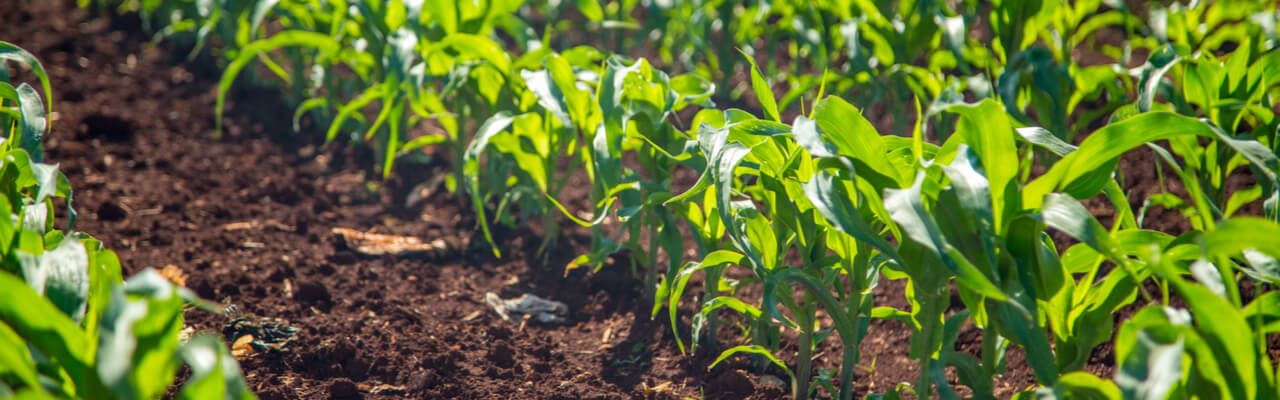 O que as plantas têm a nos dizer sobre o solo em que se encontram?