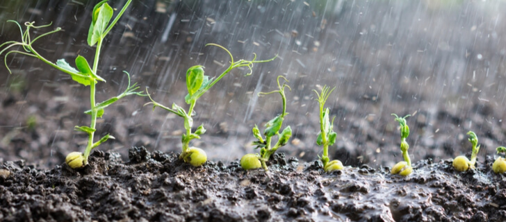 The 5 Best Soil Moisture Meters for Plants in 2023