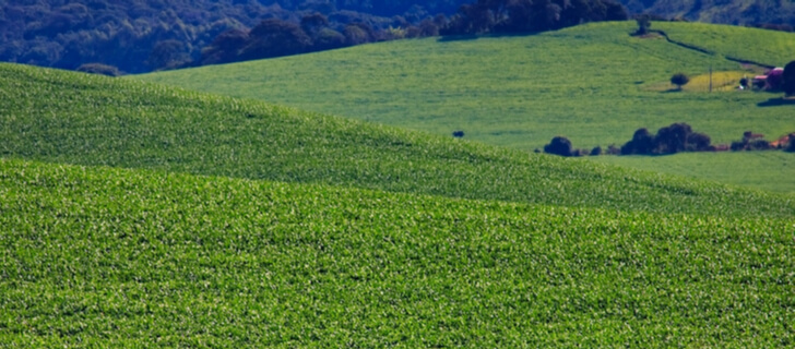 cover crops on a hilly field