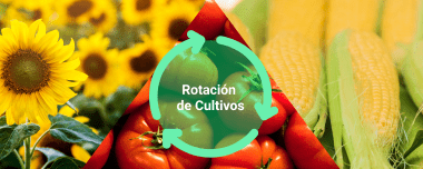 Rotación De Cultivos: Tipos Y Ejemplos Prácticos