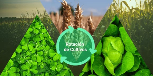 coración de cultivos