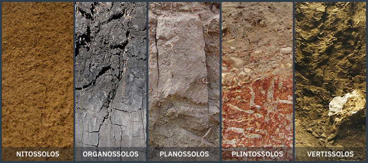 Nitossolos, Organossolos, Planossolos, Plintossolos e Vertissolos no Brasil