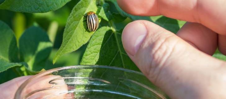 mechanical IPM control: picking up a colorado potato beetle