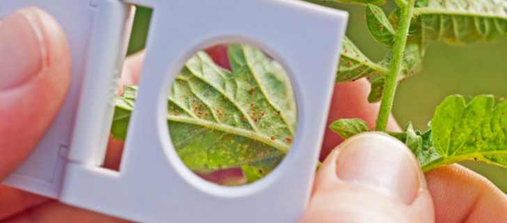 identification of spider mite on tomato