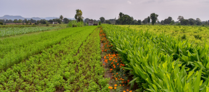 using crop rotation as integrated pest management practice