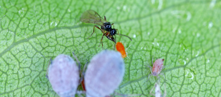 biological control in IPM: Parasitoid wasp ovipositing in Dysaphis pyri, pest of pear trees in orchards and gardens