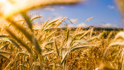 wheat field