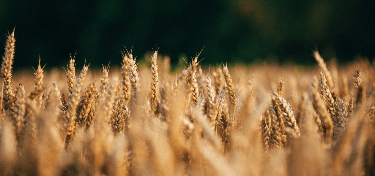 Central Valley Coop EOSDA Crop Monitoring Solutions