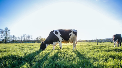 dairy cattle on a pasture