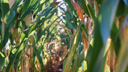 corn plants with a yellow leaves