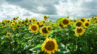 sunflower field