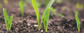 Growth Stages: Get To Know Your Crops Better