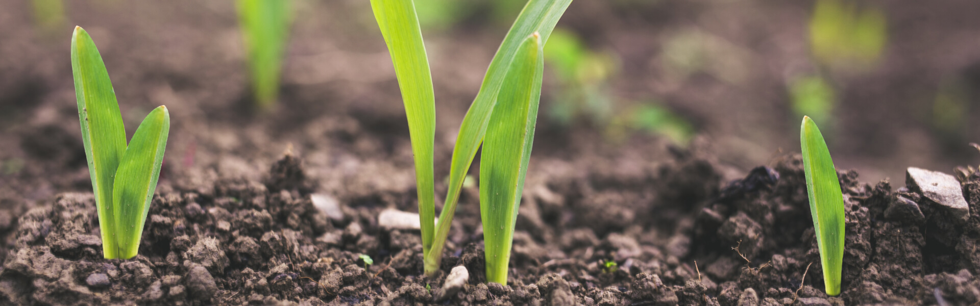 growth stage of crops