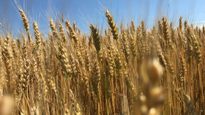 crops on a field