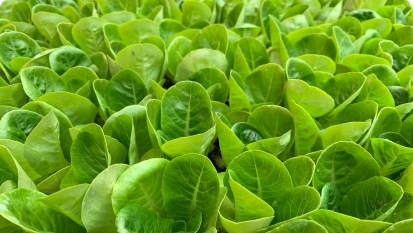 lettuce salad plantation