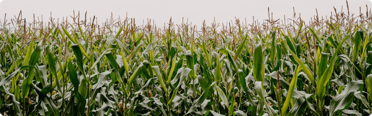 big corn field