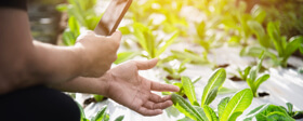 Crop Scouting: A Helping Hand From Above
