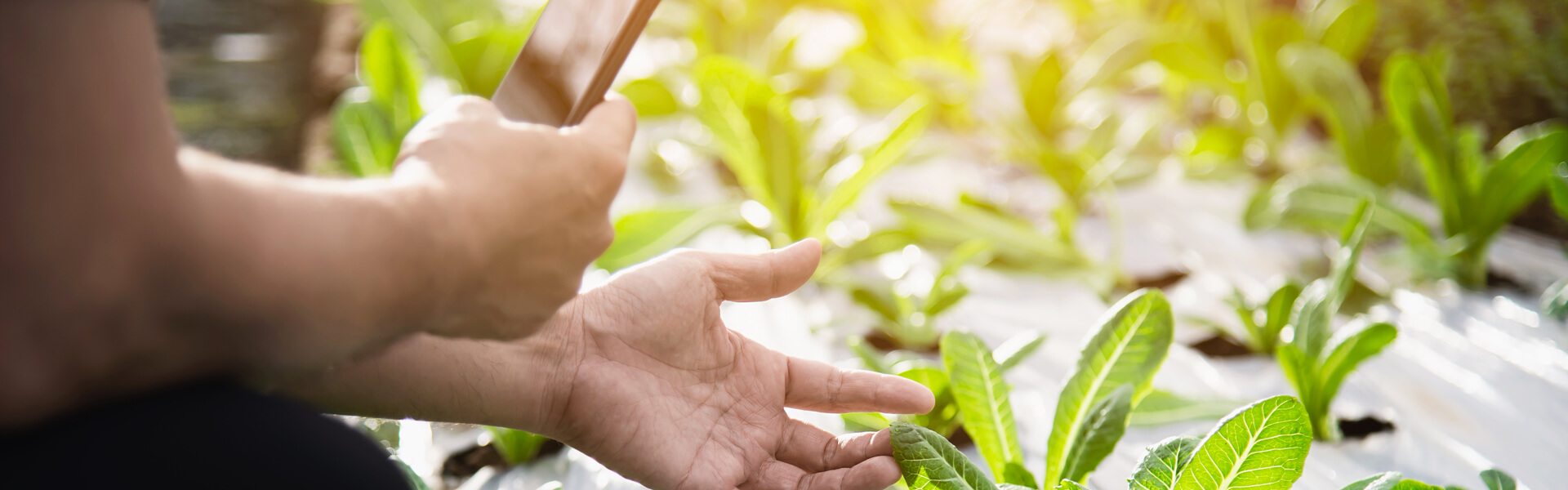 man conducting crop scouting on a field