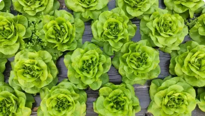 butterhead lettuce plantation