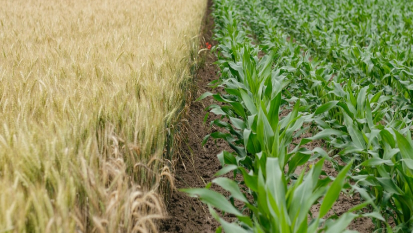 field with different crops