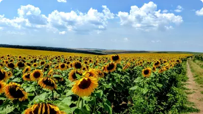 huge sunflower field