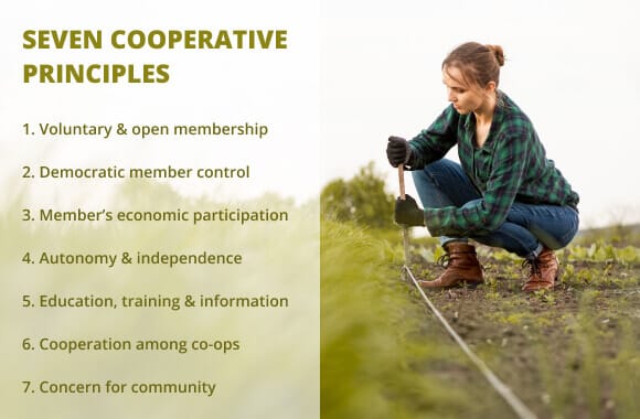 features of cooperative organisation