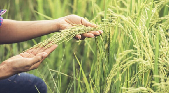 Manejo De Malezas: Cómo Implementarlo En La Agricultura