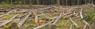 Через 30 Років Рівненщина Може Залишитися Без Лісу