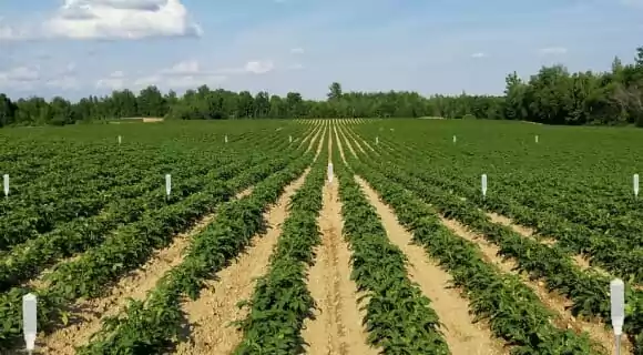 Gardena Датчик влажности почвы 01188-20.000.00