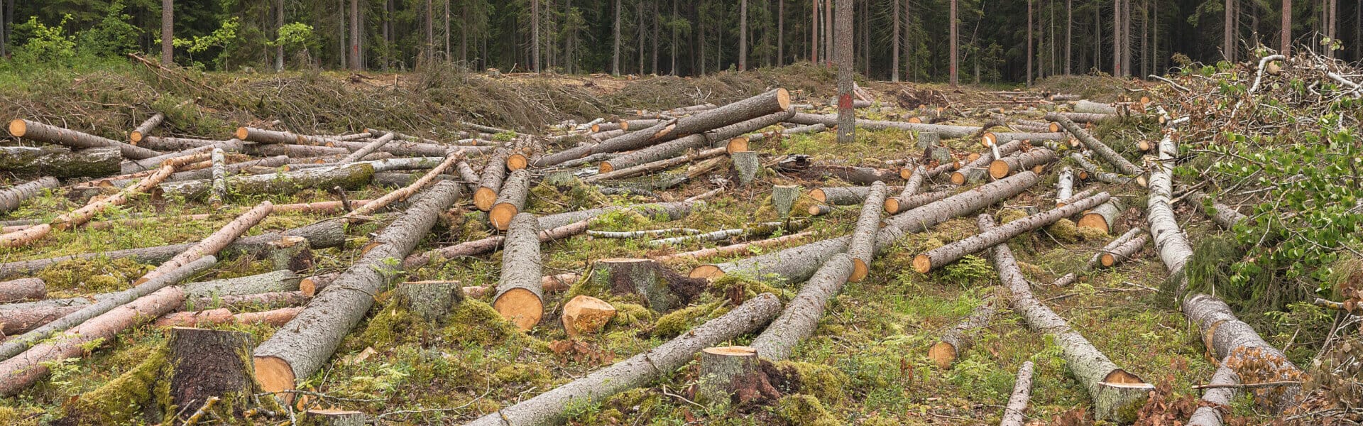 безконтрольне вирубування лісів