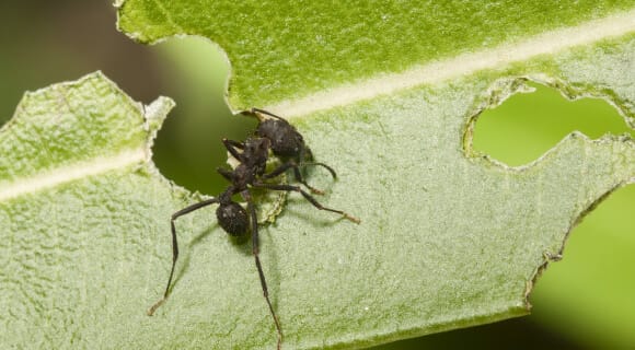 Morfología y comportamiento de las - Agricultura orgánica.