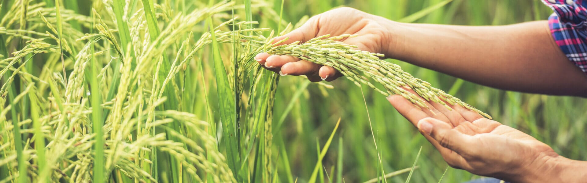 Morfología y comportamiento de las - Agricultura orgánica.