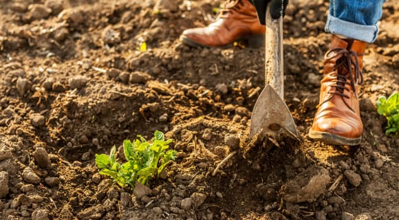 Morfología y comportamiento de las - Agricultura orgánica.