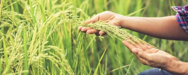 Agricultura Orgánica: Modelo Sostenible Sin Químicos