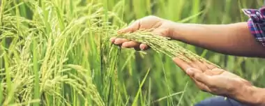 Organic Farming: Chemicals-Free Agriculture In Action