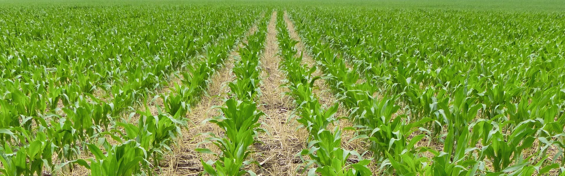 No-Till Farming: Practices To Boost Agricultural Productivity
