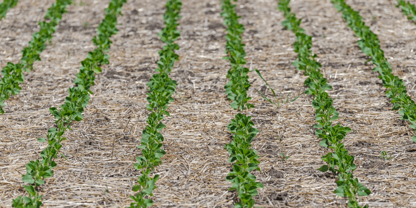 Что такое технология No-Till