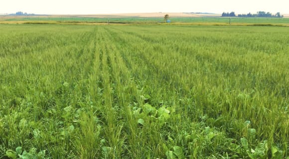 PDF) Allelopathic potential of winter and summer cover crops on