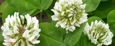 Plantas De Cobertura: Principais Tipos Na Agricultura