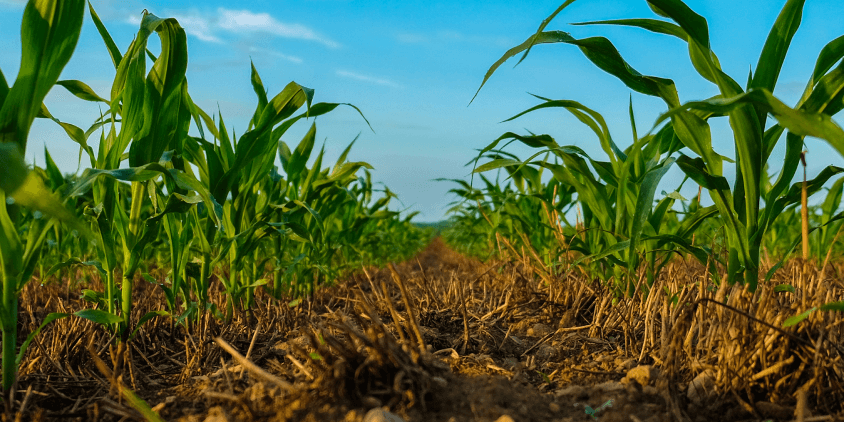 No-Till Farming: Benefits, Challenges, And Sustainable Effects