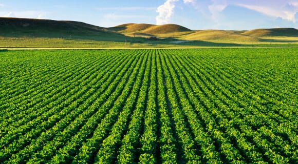 Monoculture Farming Explained What Are The Pros And Cons?