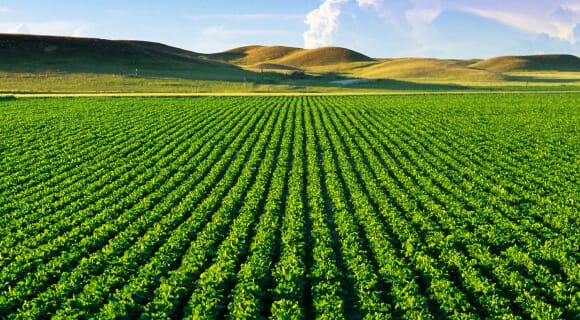 Monoculture Farming Explained: What Are The Pros And Cons?